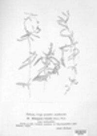 Melampsorella elatina image